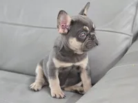 Paris, a female French Bulldog for sale in West Palm Beach, FL – Photo 6 of 6