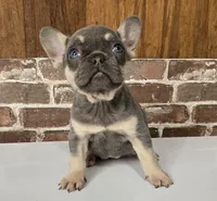 Paris, a female French Bulldog for sale in West Palm Beach, FL – Photo 2 of 6