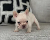 Ice, a male French Bulldog for sale in West Palm Beach, FL – 2 of 9