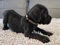 Ash, a male Cane Corso for sale in West Palm Beach, FL – 3 of 5
