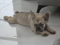 Chewbaca, a male French Bulldog for sale in West Palm Beach, FL – 3 of 4