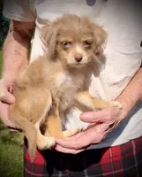 Sweet merle, blue eye pp, a female Chihuahua and Chinese Crested for sale in Germantown, OH – 2 of 5