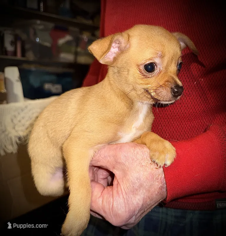 Fawn – Chihuahua puppy for sale in Germantown, OH