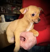 Fawn, a female Chihuahua for sale in Germantown, OH – 1 of 1