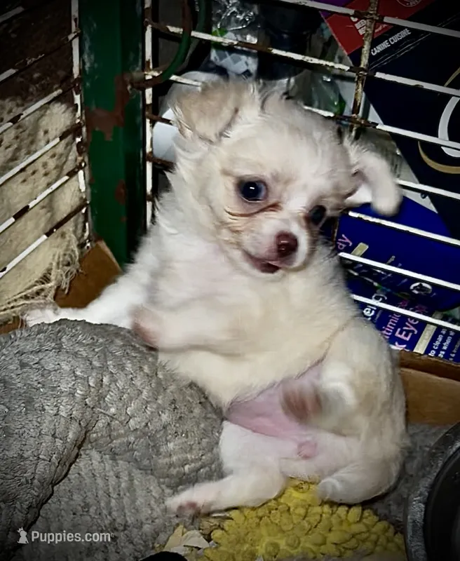 Cream and white longhaired (tiny) – Chihuahua puppy for sale in Germantown, OH