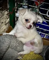 Cream and white longhaired (tiny), a female Chihuahua for sale in Germantown, OH – 1 of 5