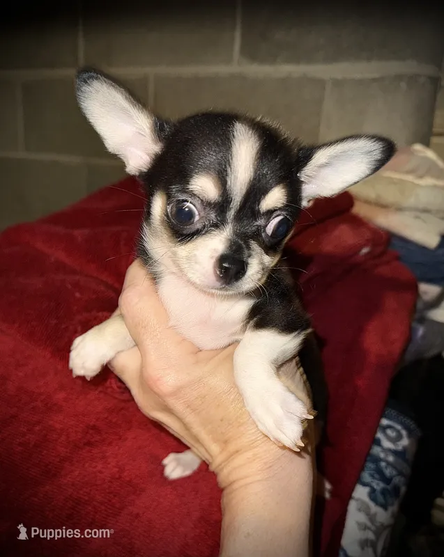 Tiny Tricolor male – Chihuahua puppy for sale in Germantown, OH