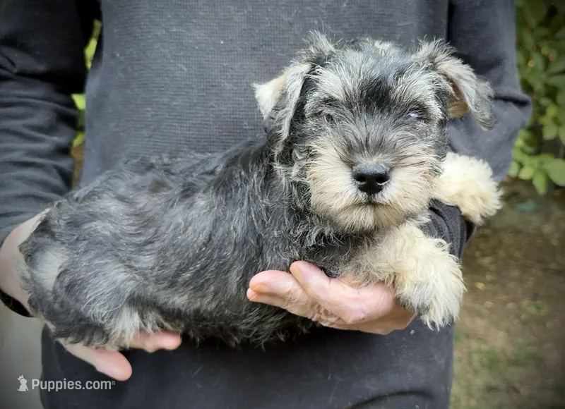 Pepper – Miniature Schnauzer puppy for sale in Germantown, OH