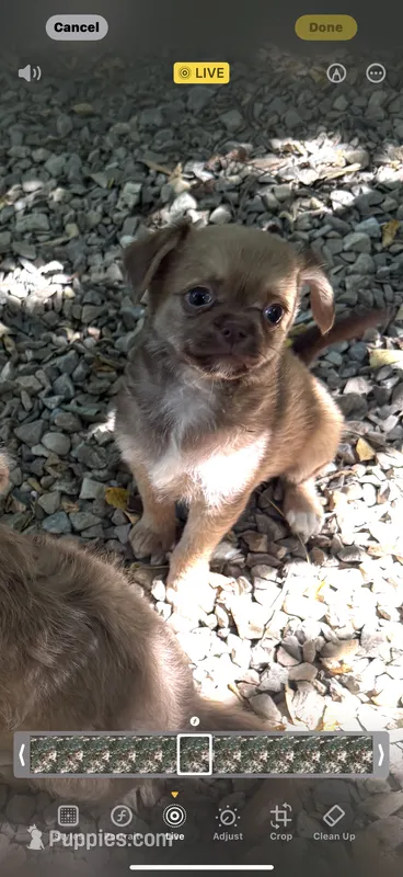 Chocolate Sable – Chihuahua, Chinese Crested puppy for sale in Germantown, OH