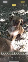 Chocolate Sable, a male Chihuahua and Chinese Crested for sale in Germantown, OH – 2 of 5