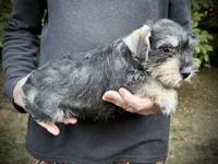 Pepper, a male Miniature Schnauzer for sale in Germantown, OH – 2 of 2