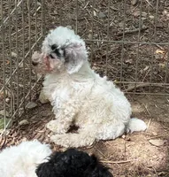 Valentina, a female Poodle - Toy  and Poodle - Miniature  for sale in Germantown, OH – Photo 2 of 5