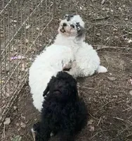 Valentina, a female Poodle - Toy  and Poodle - Miniature  for sale in Germantown, OH – Photo 3 of 5
