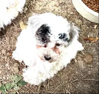 Valentina, a female Poodle - Toy  and Poodle - Miniature  for sale in Germantown, OH – Photo 5 of 5