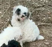 Valentina, a female Poodle - Toy  and Poodle - Miniature  for sale in Germantown, OH – Photo 4 of 5