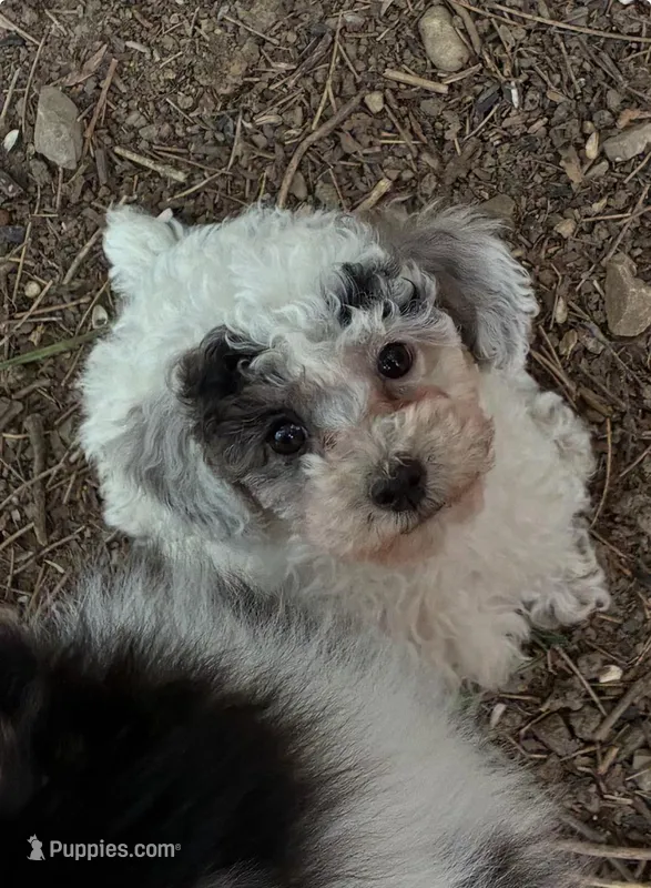 Valentina – Poodle - Toy , Poodle - Miniature  puppy for sale in Germantown, OH