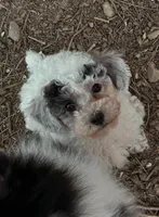 Valentina, a female Poodle - Toy  and Poodle - Miniature  for sale in Germantown, OH – Photo 1 of 5