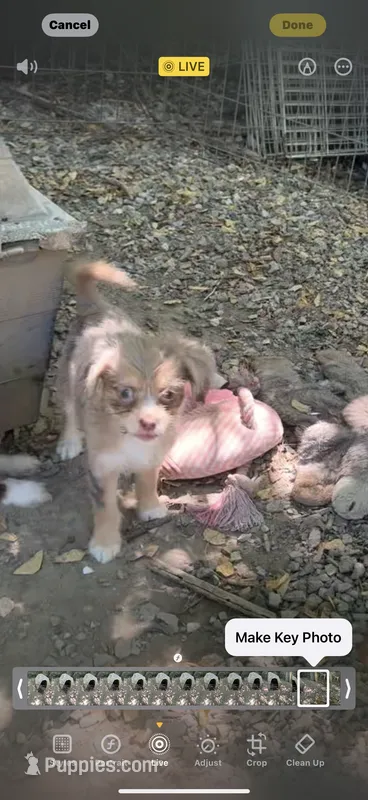 Shy merle, blue eyes – Chihuahua, Chinese Crested puppy for sale in Germantown, OH