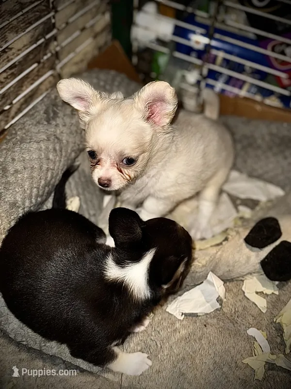 Cream and white longhaired  – Chihuahua puppy for sale in Germantown, OH