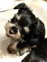 Buster, a male Miniature Schnauzer for sale in Germantown, OH – Photo 1 of 4