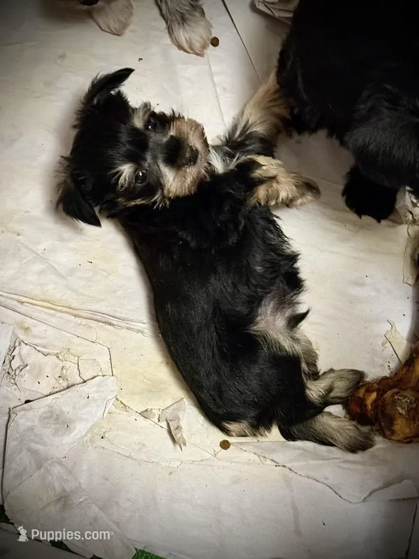 Buster – Miniature Schnauzer puppy for sale in Germantown, OH