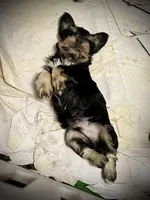 Buster, a male Miniature Schnauzer for sale in Germantown, OH – Photo 2 of 4