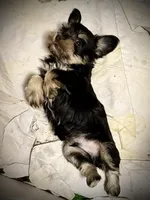 Buster, a male Miniature Schnauzer for sale in Germantown, OH – Photo 3 of 4