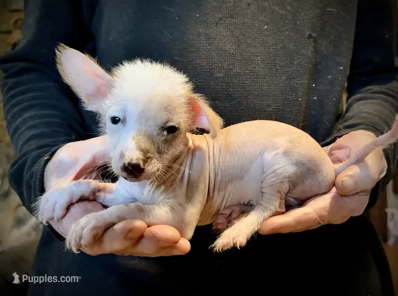 Slick – Chihuahua, Chinese Crested puppy for sale in Germantown, OH