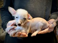 Slick, a male Chihuahua and Chinese Crested for sale in Germantown, OH – 1 of 4