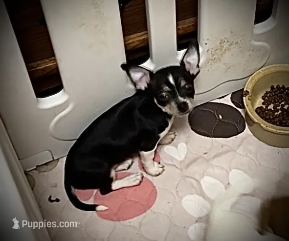 Black tricolor – Chihuahua puppy for sale in Germantown, OH