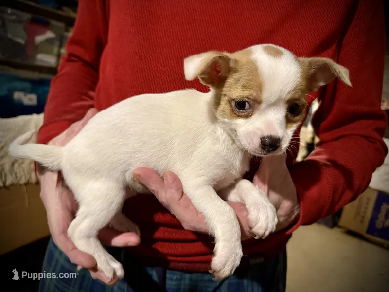 Merle spotted – Chihuahua puppy for sale in Germantown, OH