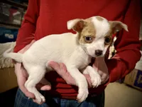 Merle spotted, a female Chihuahua for sale in Germantown, OH – 1 of 2