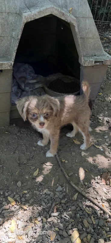 Sweet merle, blue eyes – Chihuahua, Chinese Crested puppy for sale in Germantown, OH