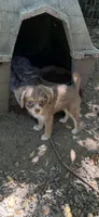 Shy merle, blue eyes, a female Chihuahua and Chinese Crested for sale in Germantown, OH – 2 of 5