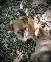 Chocolate Sable, a male Chihuahua and Chinese Crested for sale in Germantown, OH – 5 of 5
