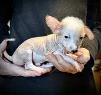Slick, a male Chihuahua and Chinese Crested for sale in Germantown, OH – 3 of 4