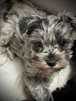 Marita, a female Miniature Schnauzer for sale in Germantown, OH – Photo 1 of 2