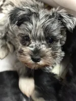 Marita, a female Miniature Schnauzer for sale in Germantown, OH – Photo 2 of 2