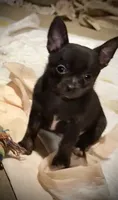 Dark blue/brindle, a male Chihuahua for sale in Germantown, OH – 5 of 5