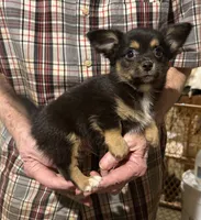 Black/tan/white, a male Chihuahua for sale in Germantown, OH – 2 of 3