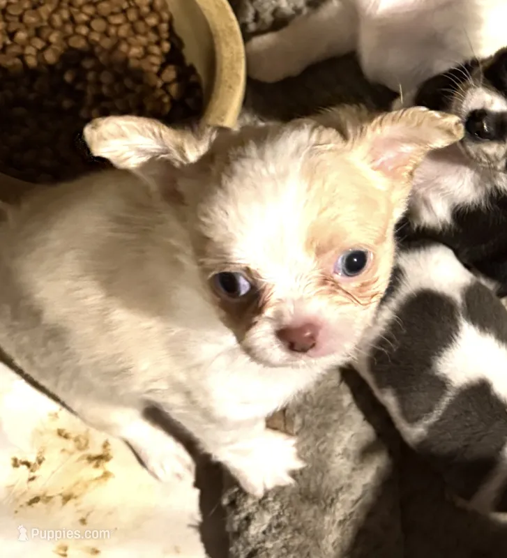 Cream longhaired tuxedo  – Chihuahua puppy for sale in Germantown, OH