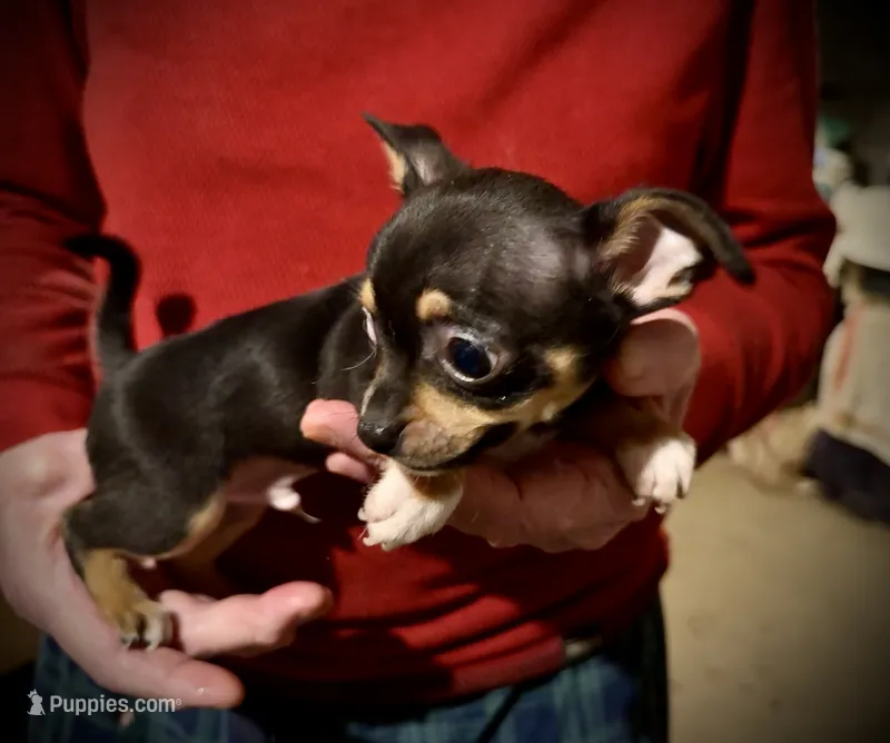 Dark blue/tan – Chihuahua puppy for sale in Germantown, OH