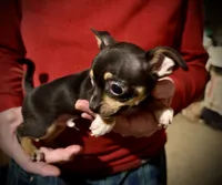 Dark blue/tan, a male Chihuahua for sale in Germantown, OH – 1 of 2