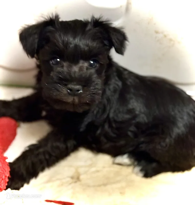 Larry, a male Miniature Schnauzer for sale in Germantown, OH – Photo 1 of 1