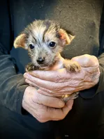 Rocky Balboa, a male Chihuahua and Chinese Crested for sale in Germantown, OH – 5 of 5