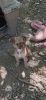Chocolate Sable, a male Chihuahua and Chinese Crested for sale in Germantown, OH – 4 of 5