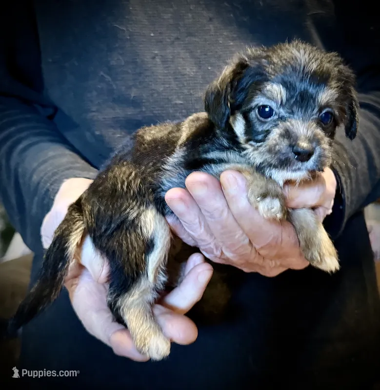 Fluffy Butt – Chihuahua, Chinese Crested puppy for sale in Germantown, OH