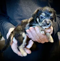 Fluffy Butt, a female Chihuahua and Chinese Crested for sale in Germantown, OH – 1 of 5