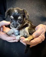 Fluffy Butt, a female Chihuahua and Chinese Crested for sale in Germantown, OH – 3 of 5