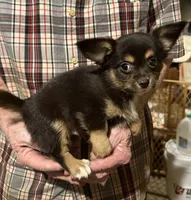 Black/tan/white, a male Chihuahua for sale in Germantown, OH – 3 of 3